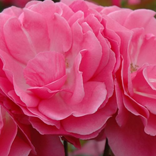 Róże ogrodowe - róże miniaturowe - różowy  - Rosa  Moana™ - róża z dyskretnym zapachem - Samuel Darragh McGredy IV. - Jest rośliną pokrywającą podłoże, nadaje się do ozdoby skrajów, cechują ją grupowe kwiaty.